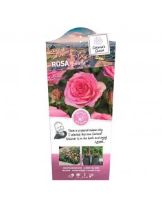 ROSA BEVERLY KORDES/ELEGANZA Diametro vaso 19 cm 2