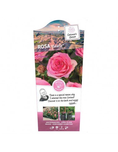 ROSA BEVERLY KORDES/ELEGANZA Diametro vaso 19 cm