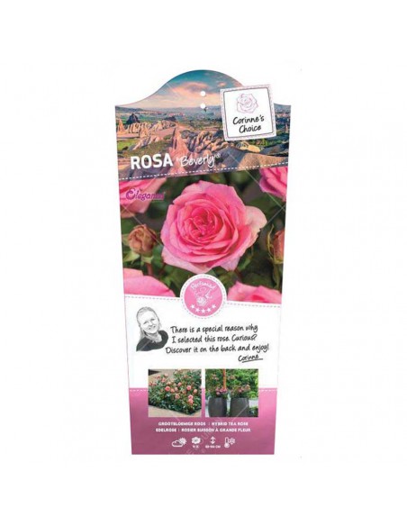 ROSA BEVERLY KORDES/ELEGANZA Diametro vaso 19 cm