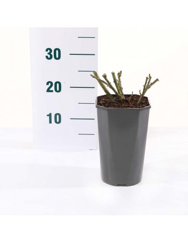 ROSA BEVERLY KORDES/ELEGANZA Diametro vaso 19 cm