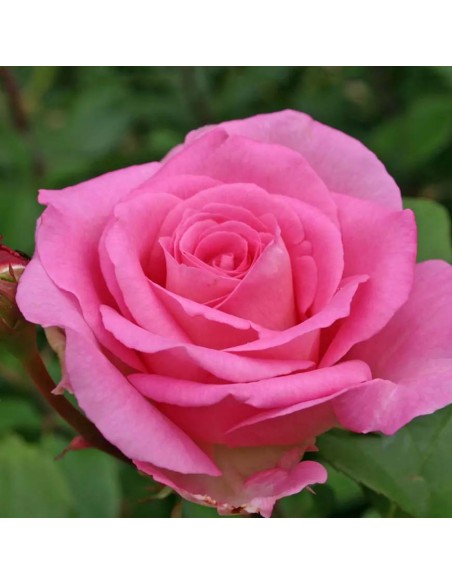 ROSA BEVERLY KORDES/ELEGANZA Diametro vaso 19 cm