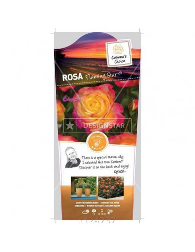 ROSA FLAMING STAR Diametro vaso 19 cm