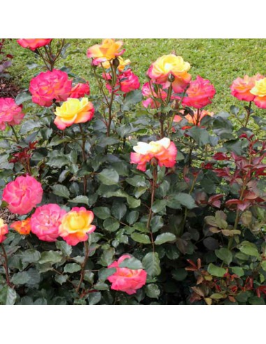 ROSA FLAMING STAR Diametro vaso 19 cm