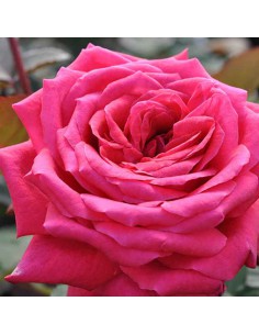 Rosa Acapella Vaso 19 cm: Bicolore Rosso e Argento Profumato