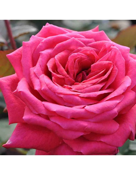 Rosa Acapella Vaso 19 cm: Bicolore Rosso e Argento Profumato
