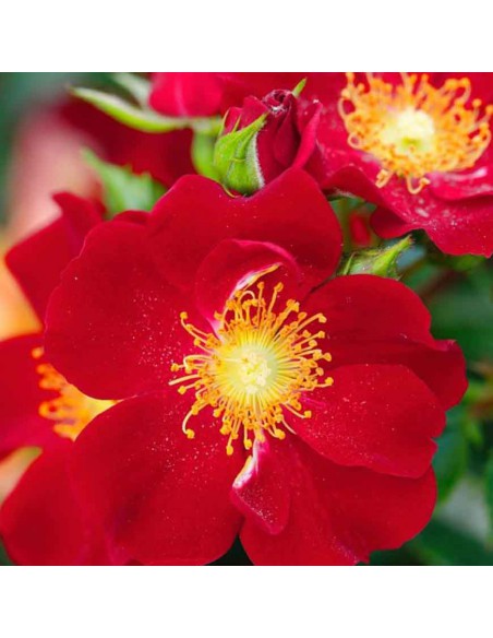 ROSA RED BEES PARADISE BUSH Vaso diam. 19 cm