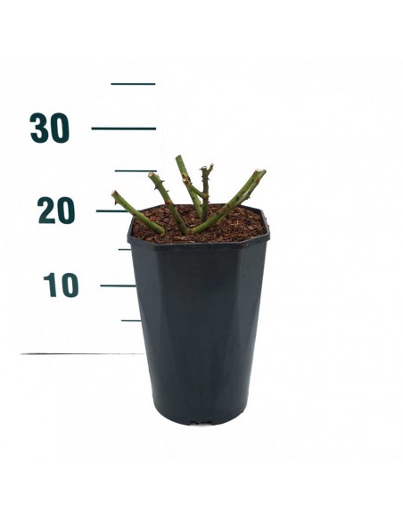 ROSA NATASHA RICHARDSON Diametro vaso 19 cm