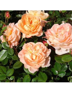 ROSA SCHONE VOM SEE Diametro vaso 19 cm