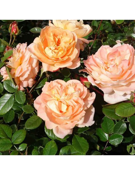 ROSA SCHONE VOM SEE Diametro vaso 19 cm