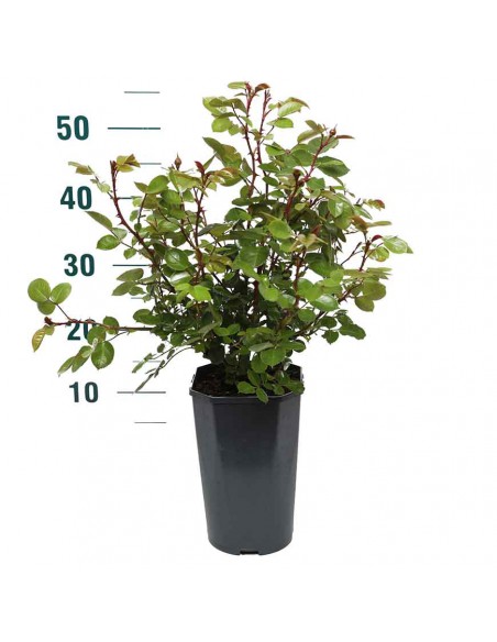 ROSA SCHONE VOM SEE Diametro vaso 19 cm