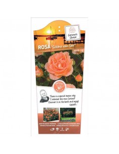 ROSA SCHONE VOM SEE Diametro vaso 19 cm 2