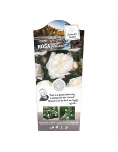 ROSA ALABASTER Diametro vaso 19 cm 2
