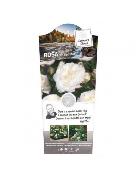 ROSA ALABASTER Diametro vaso 19 cm