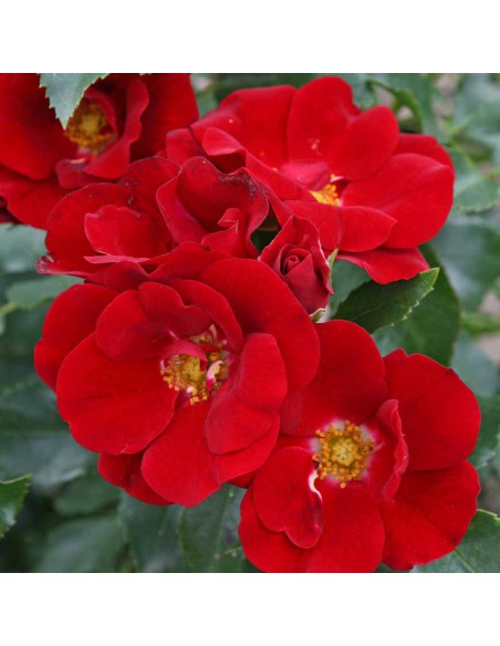 ROSA MARONDO BUSH V 19