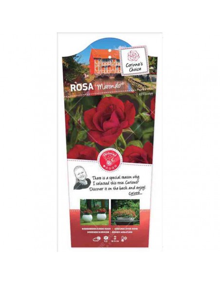 ROSA MARONDO BUSH V 19