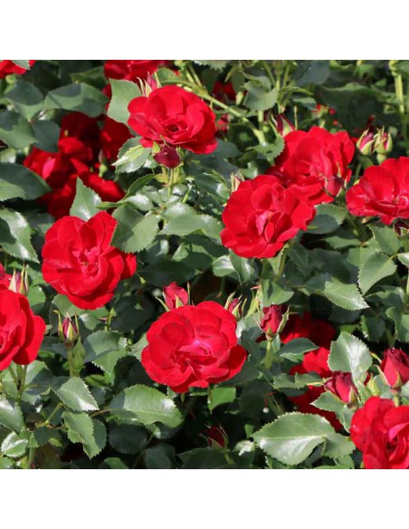 ROSA MARONDO BUSH V 19