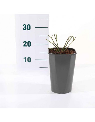 ROSA GARTNERFREUDE V 19