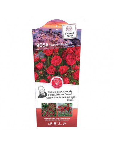 ROSA GARTNERFREUDE V 19