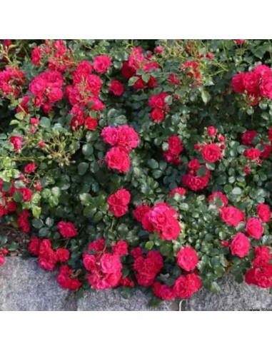 ROSA GARTNERFREUDE V 19