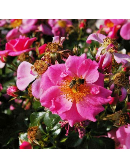 ROSA PINK BEES PARADISE BUSH Vaso diam. 17 cm
