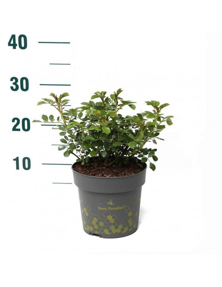 ROSA PINK BEES PARADISE BUSH Vaso diam. 17 cm
