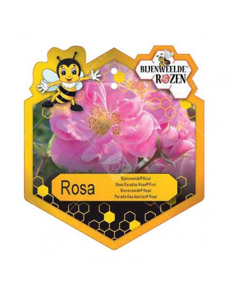ROSA PINK BEES PARADISE BUSH Vaso diam. 17 cm
