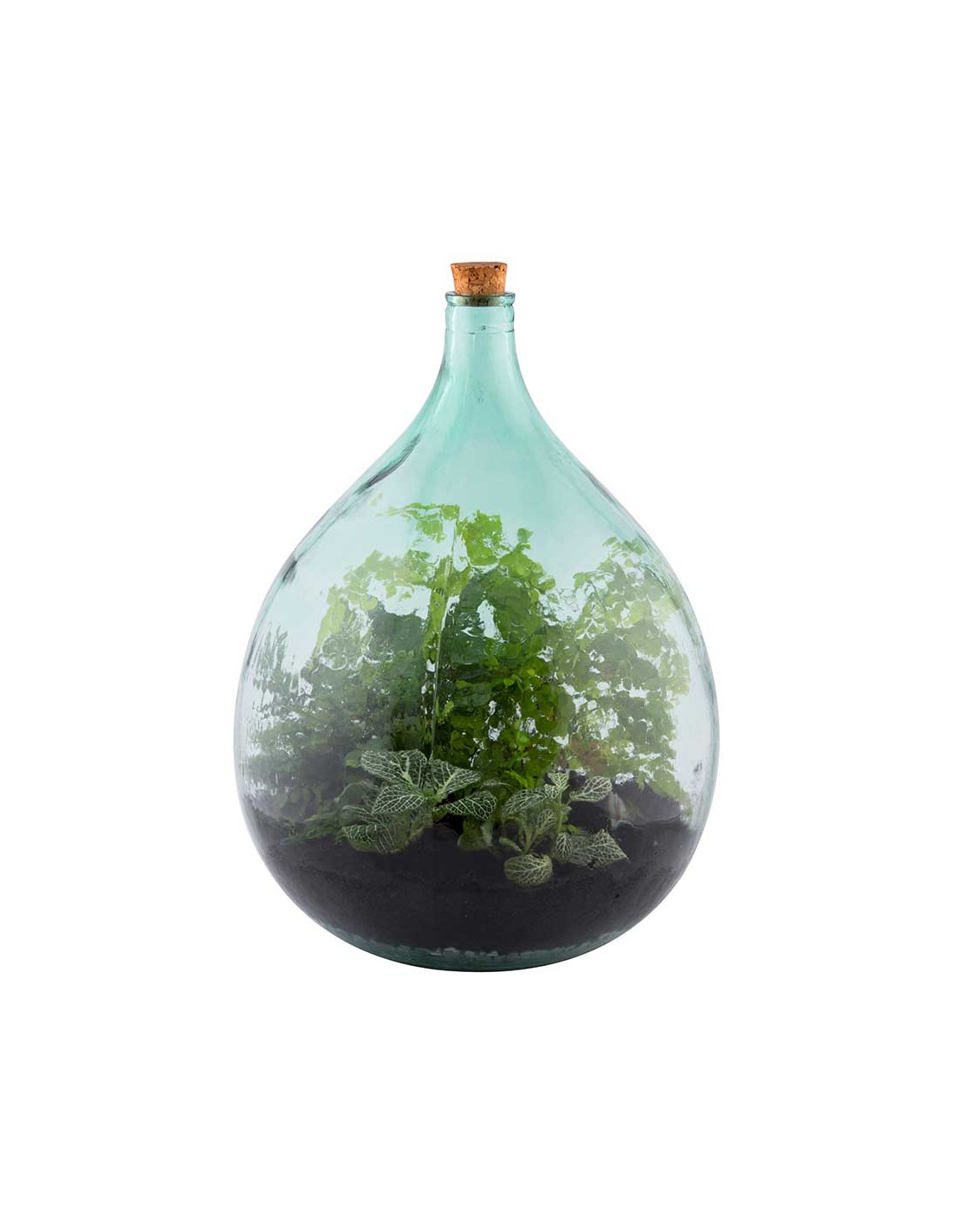 TERRARIUM IN CONTENITORE DI VETRO- CAMPANA CM 43X18