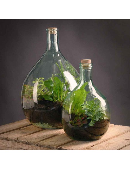 TERRARIUM IN CONTENITORE DI VETRO- CAMPANA CM 43X18