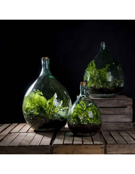 TERRARIUM IN CONTENITORE DI VETRO- CAMPANA CM 43X18