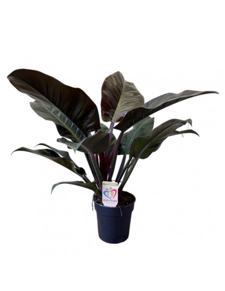 PHILODENDRON IMPERIAL RED Vaso 19 cm altezza 100 cm