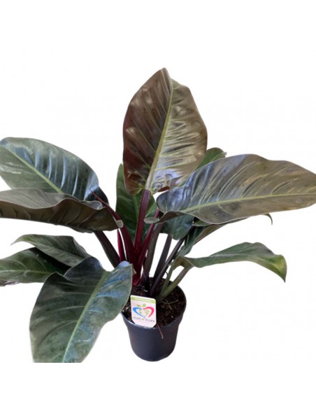 PHILODENDRON IMPERIAL RED Vaso 19 cm altezza 100 cm