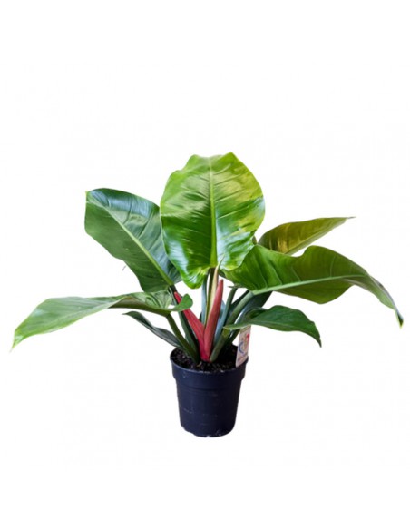 PHILODENDROM IMPERIAL GREEN V 19 altezza 100 cm