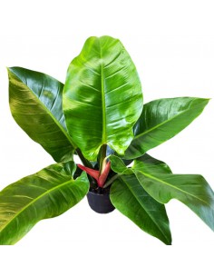 PHILODENDROM IMPERIAL GREEN V 19 altezza 100 cm 2