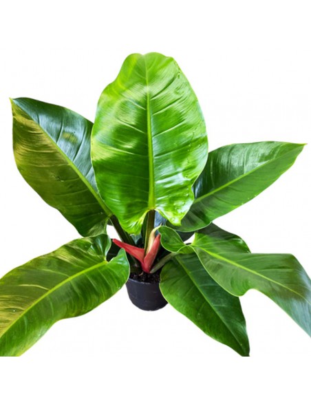PHILODENDROM IMPERIAL GREEN V 19 altezza 100 cm