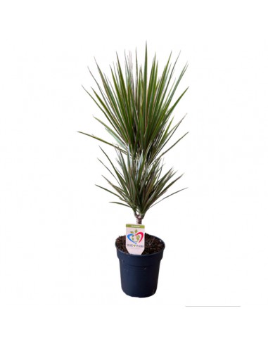 DRACAENA MARGINATA BICOLOR diametro vaso 19 cm