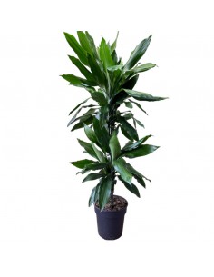 DRACAENA FRAGRANS "JANET LIND" Diametro v 19 cm