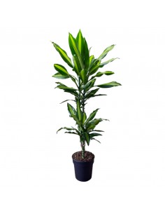 DRACAENA FRAGRANS 'CINTHO' Diametro vaso 19 cm