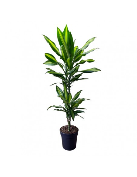 DRACAENA FRAGRANS 'CINTHO' Diametro vaso 19 cm