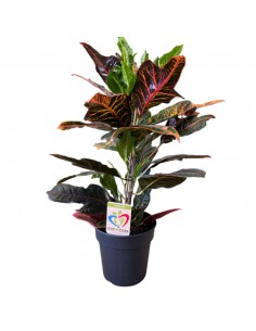 CODIAEUM EXCELLENT VARIEGATUM  Vaso 19