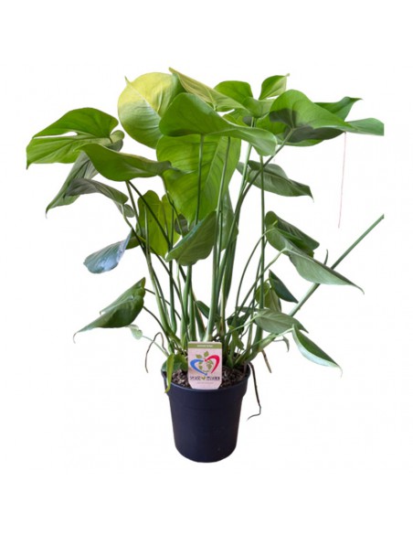 MONSTERA DELICIOSA "pianta del pane svizzero" vaso 19 cm