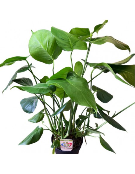 MONSTERA DELICIOSA "pianta del pane svizzero" vaso 19 cm