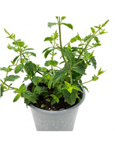 MENTA SPICATA "HUGO" Freschezza per i Tuoi Cocktail e Piatti