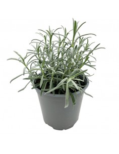LAVANDA diametro vaso 19 cm 2