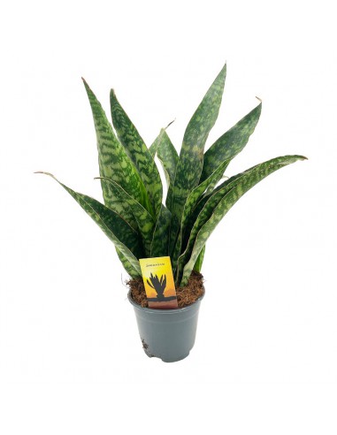 SANSEVIERIA TRIF. "AUBRYTNIANA DRAGON" V 14 H 50 CM