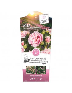 ROSA NATASHA RICHARDSON Diametro vaso 19 cm 2