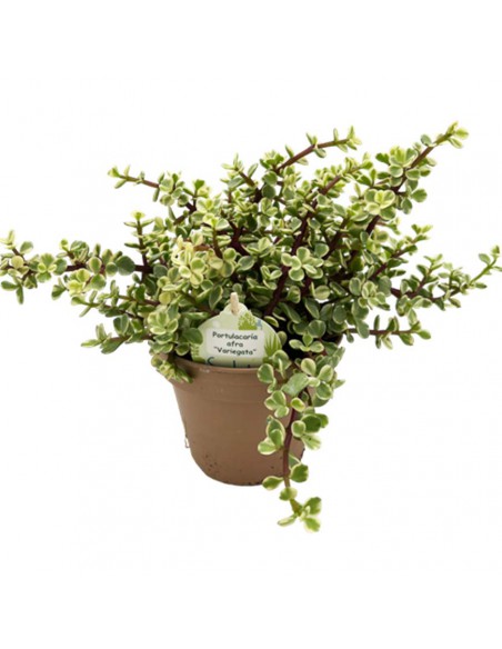 CACTUS PORTULACARIA AFRA 'VARIEGATA' vaso 14 cm