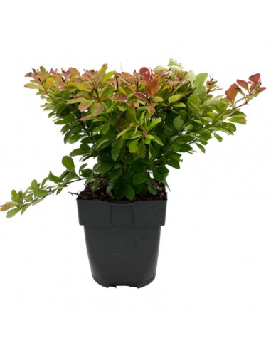 BERBERIS "ORANGE ROCKET" diametro vaso 17 cm