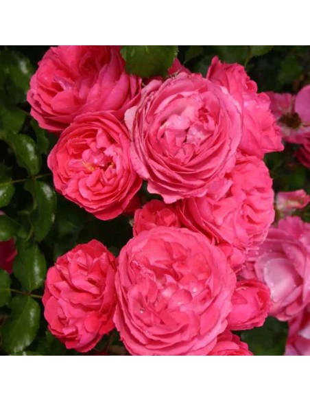 ROSA MOIN MOIN BUSH Diametro vaso 19 cm