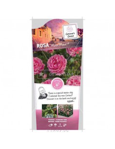 ROSA MOIN MOIN BUSH Diametro vaso 19 cm 2