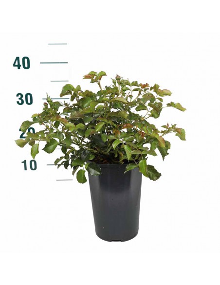 ROSA MOIN MOIN BUSH Diametro vaso 19 cm